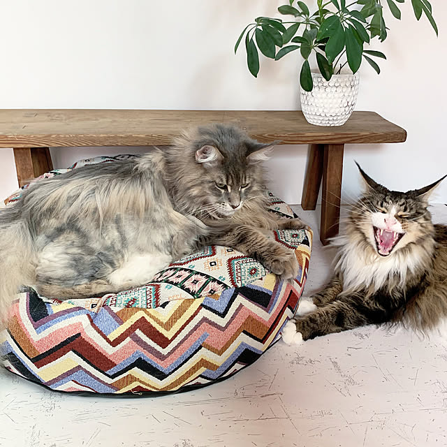 decorameowさんの実例写真