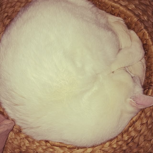 inoさんの実例写真