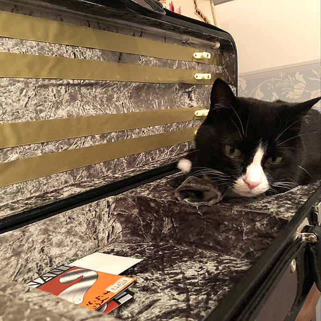 pippiさんの実例写真