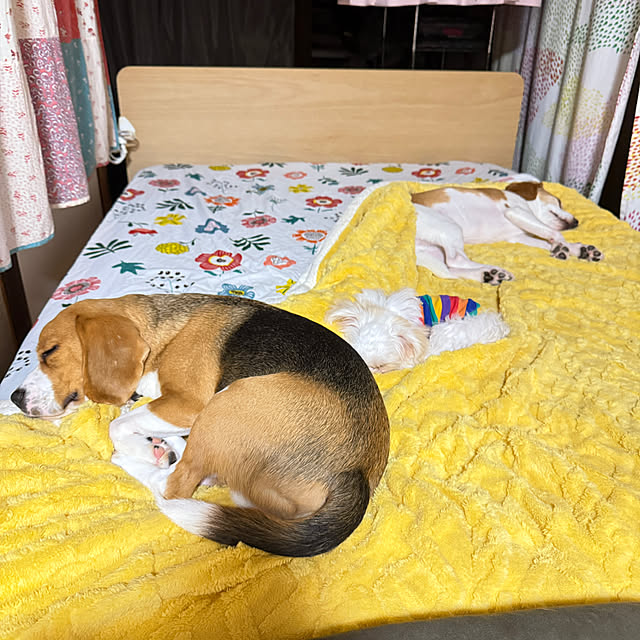 prelumoさんの実例写真