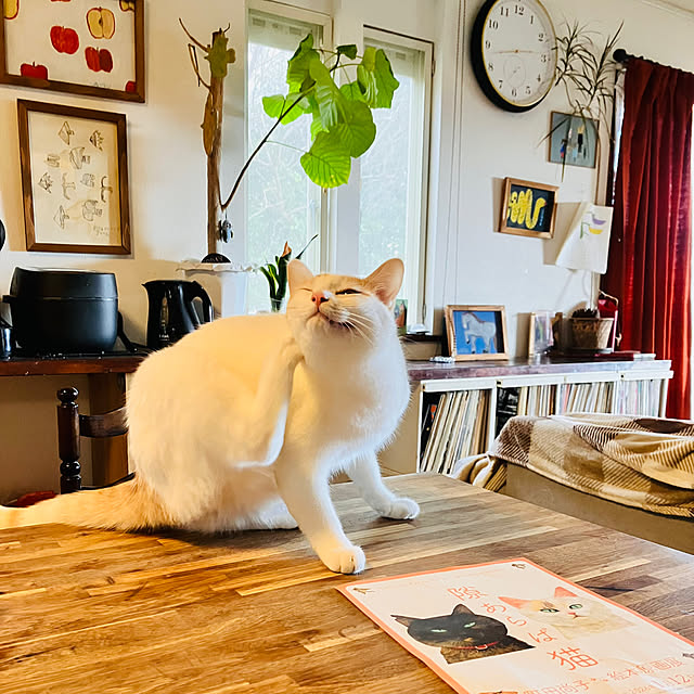 tomorinさんの実例写真