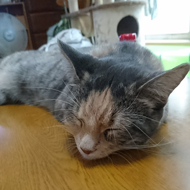 shinobuさんの実例写真
