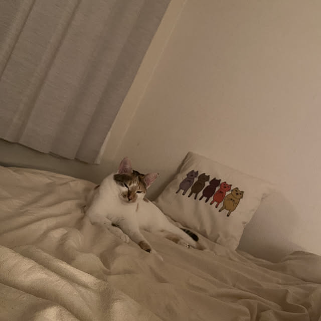 miwaさんの実例写真