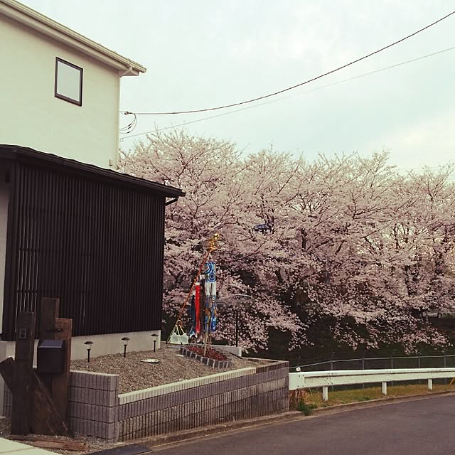 玄関/入り口/桜/鯉のぼり/和モダンのインテリア実例 - 2016-04-06 23:59:40