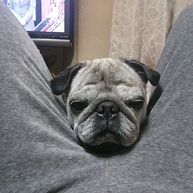 powさんの実例写真