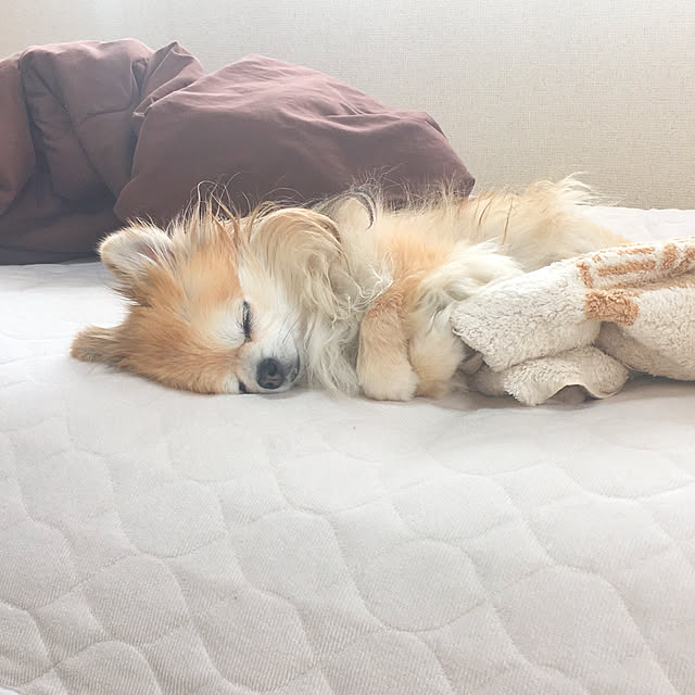 honiさんの実例写真