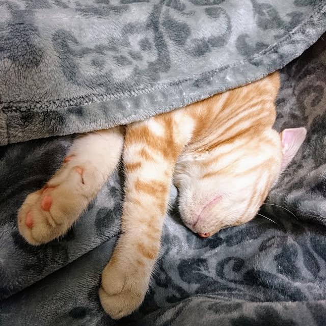 malmさんの実例写真