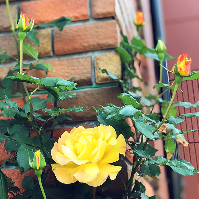 RoseLife5818さんの実例写真