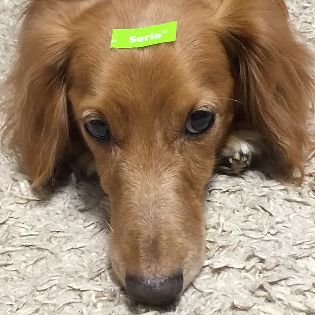 ram_mamaさんの実例写真
