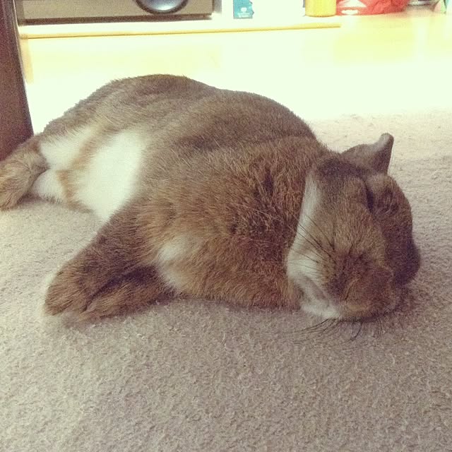 yuzu0223さんの実例写真