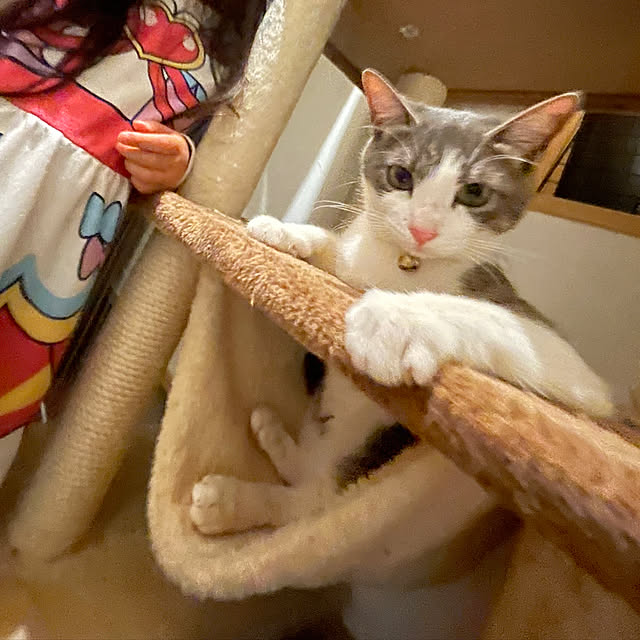 nekosamaさんの実例写真