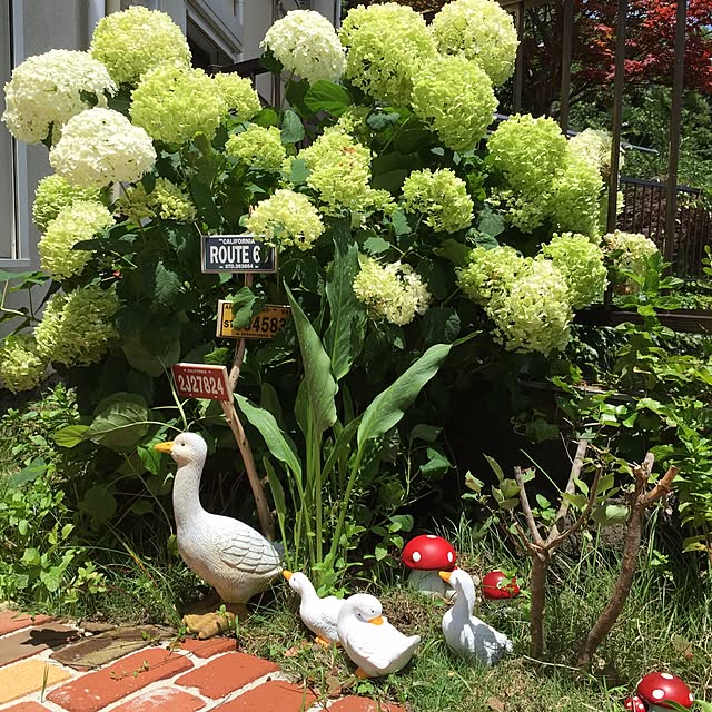 cooさんの実例写真