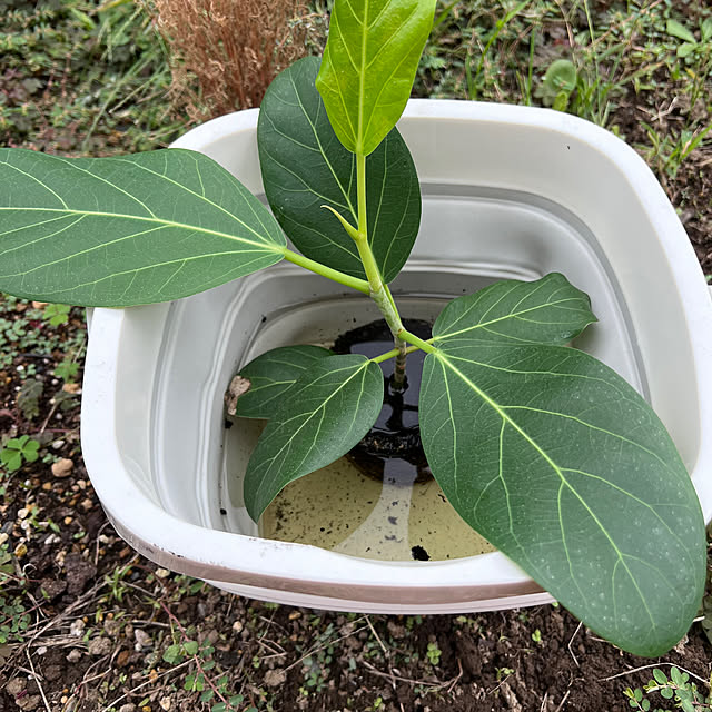pokowheeさんの部屋