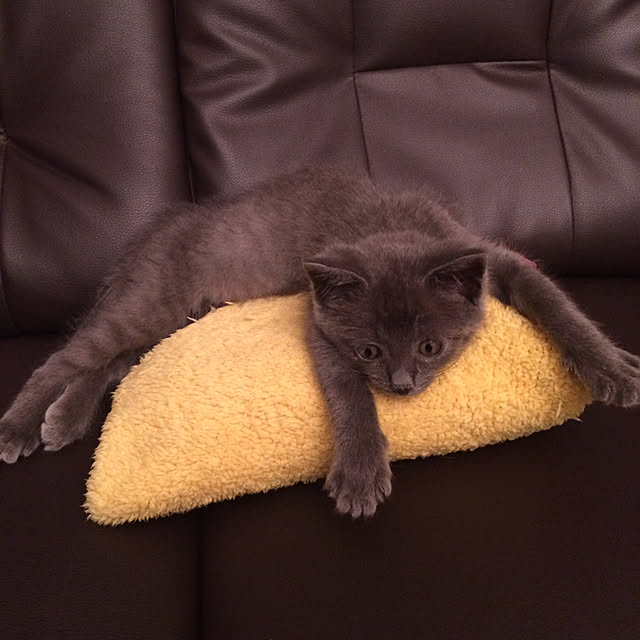 nya_sanさんの実例写真