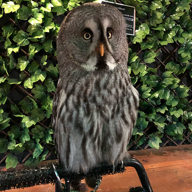 iranさんの実例写真