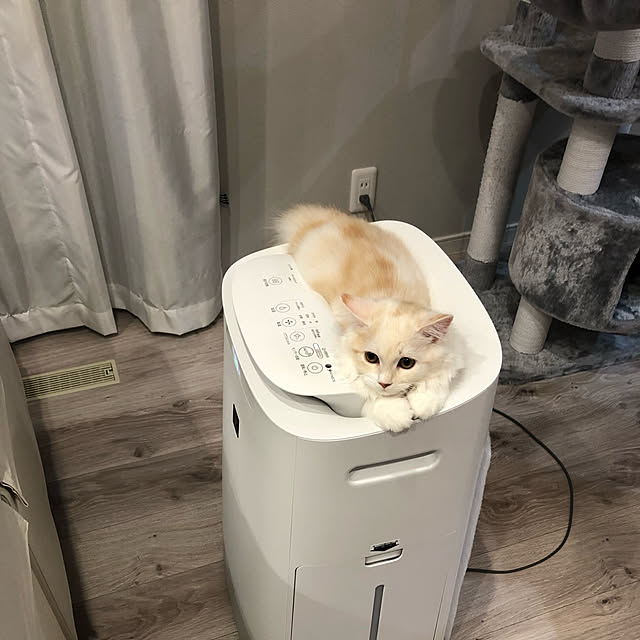 Rieduckさんの実例写真