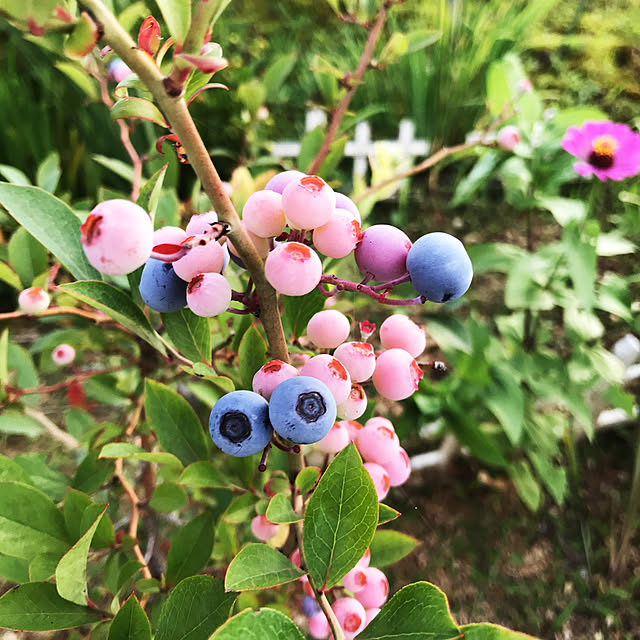 miyamiyaさんの実例写真