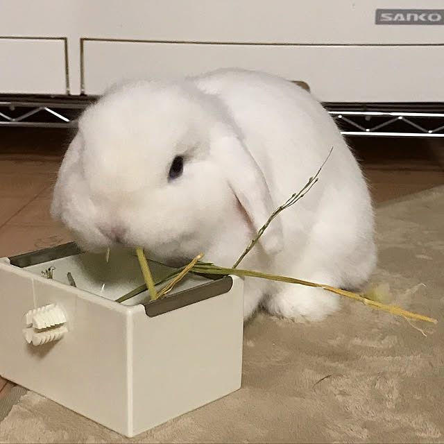 seiraさんの実例写真