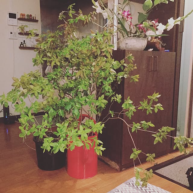 sapiniaさんの実例写真