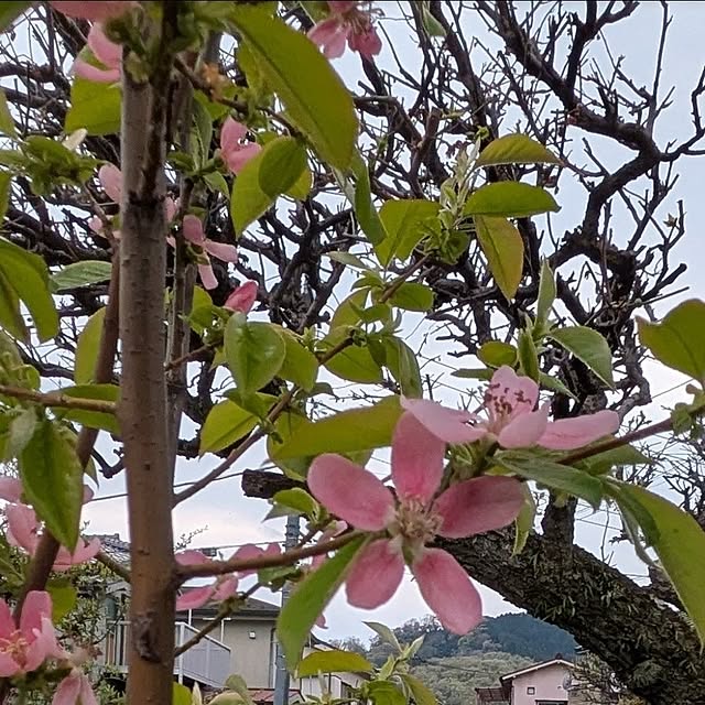 ku-garnet18さんの部屋