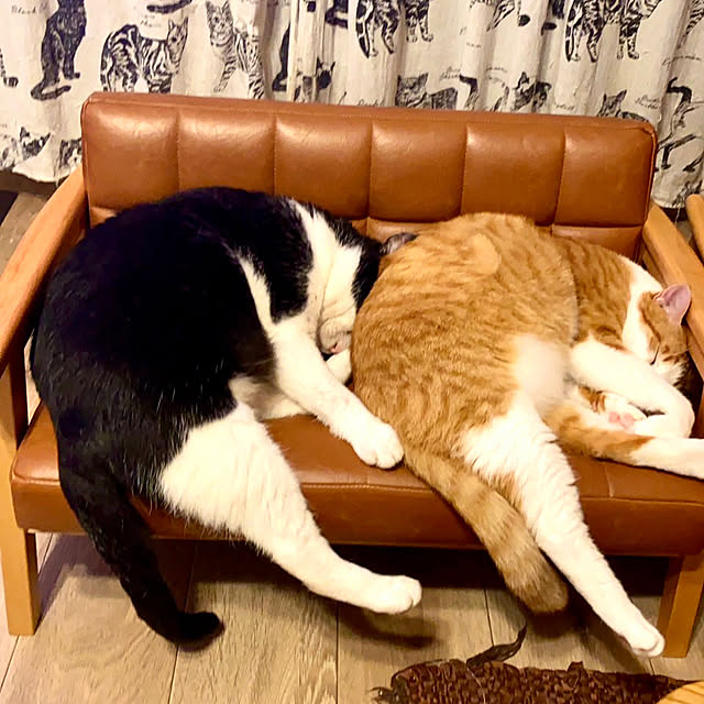 butachanさんの実例写真