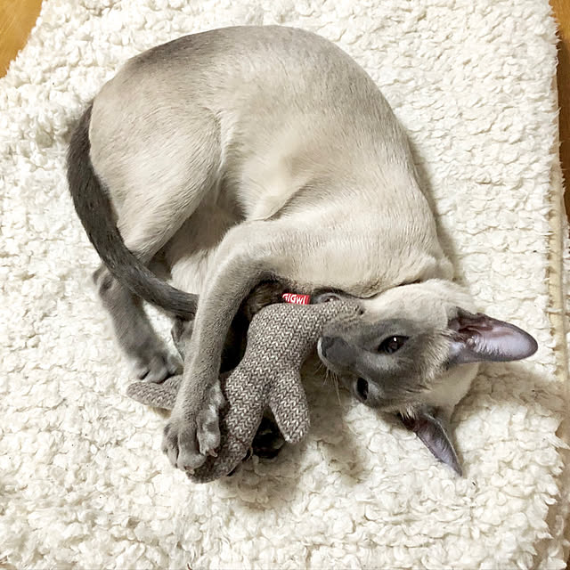 mujinekoさんの実例写真