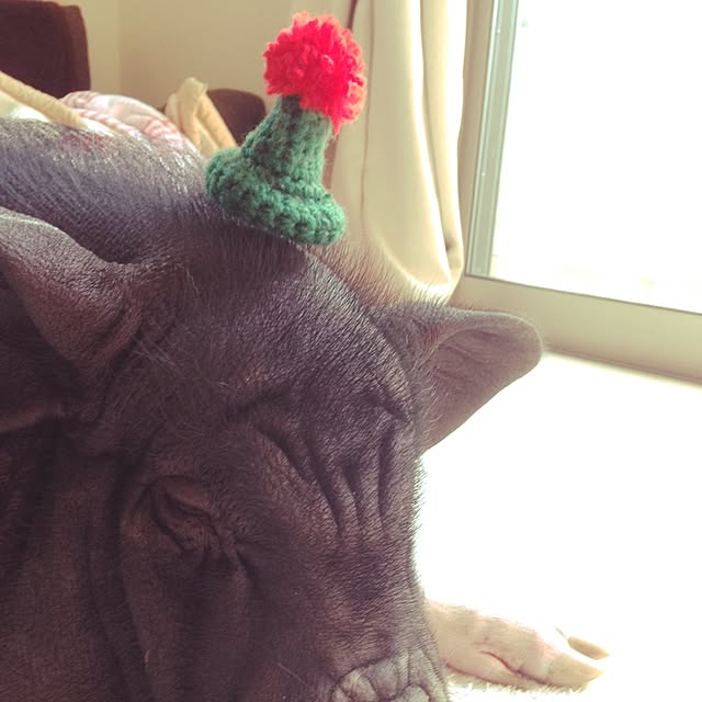 YukAさんの実例写真