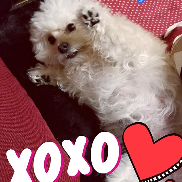 部屋全体/愛犬♡/愛犬と暮らす家♡/愛犬を溺愛しています♡/チワプー♡...などのインテリア実例 - 2020-07-17 19:18:45