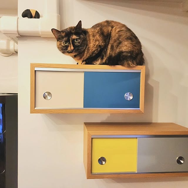 gogosuzuchanさんの部屋