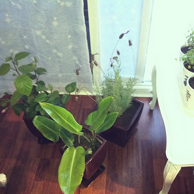 isidoraさんの実例写真