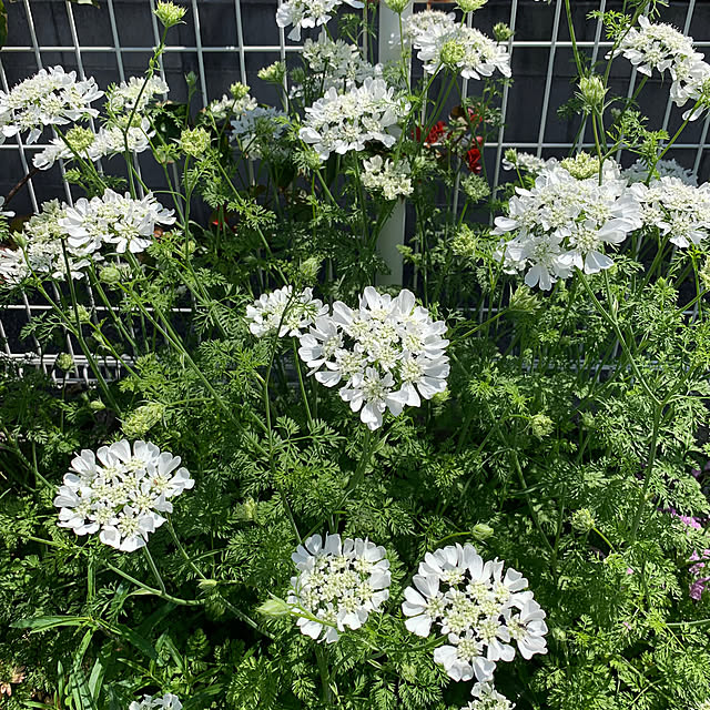 AONAさんの部屋