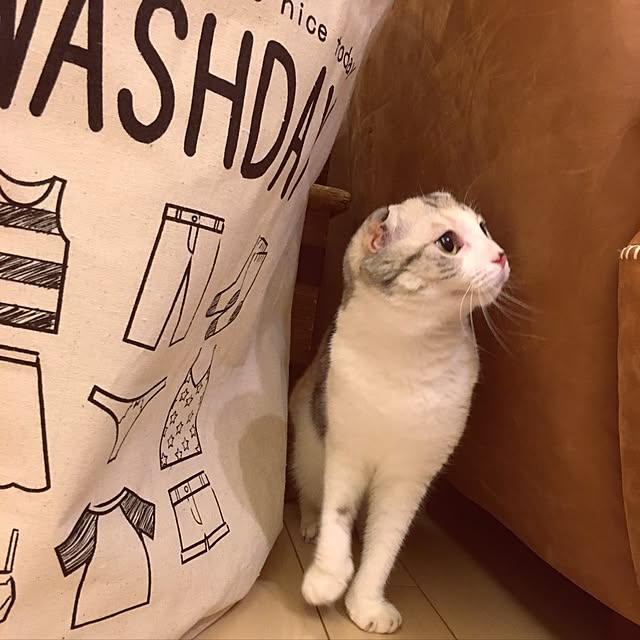 yokkochanさんの実例写真