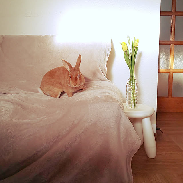 yumahaさんの実例写真