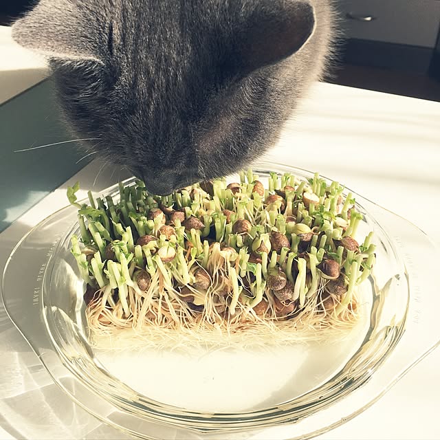 Pipiさんの実例写真