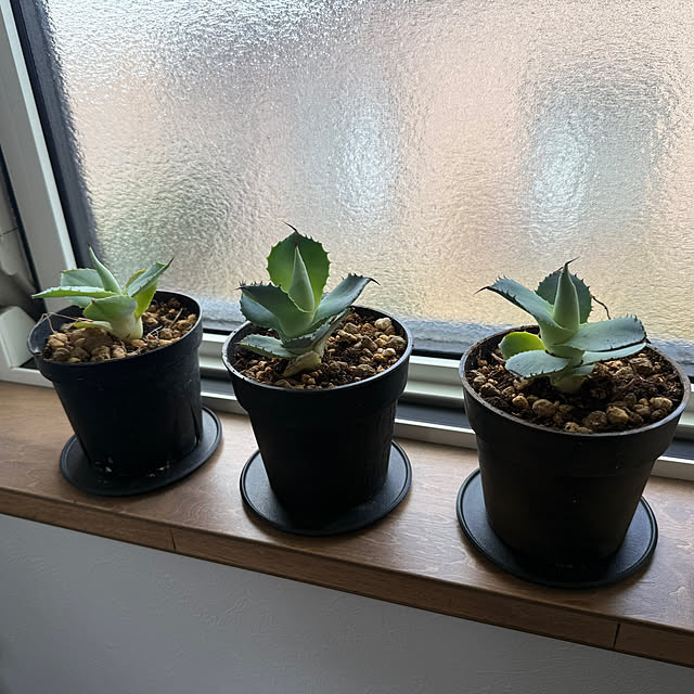 japitonさんの実例写真