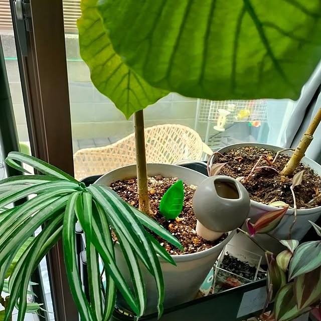 napiさんの部屋