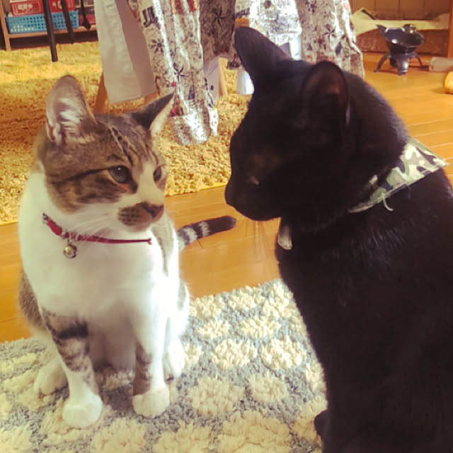jijiさんの実例写真