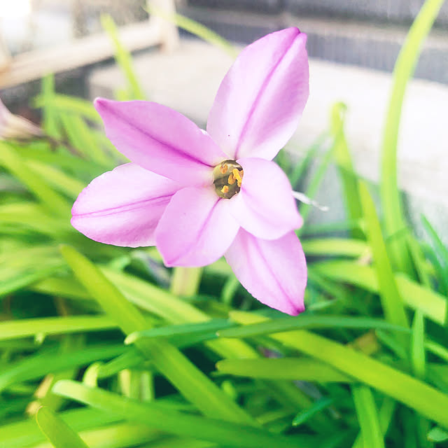 tomoさんの実例写真