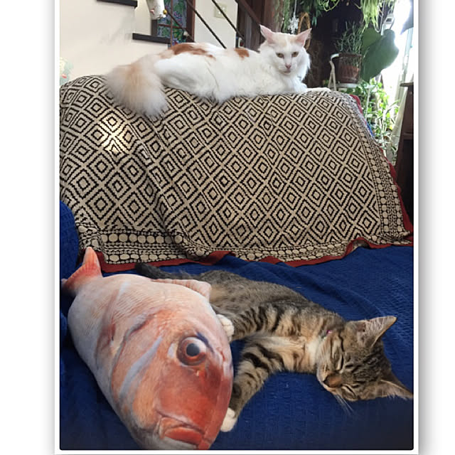 shigimiさんの実例写真