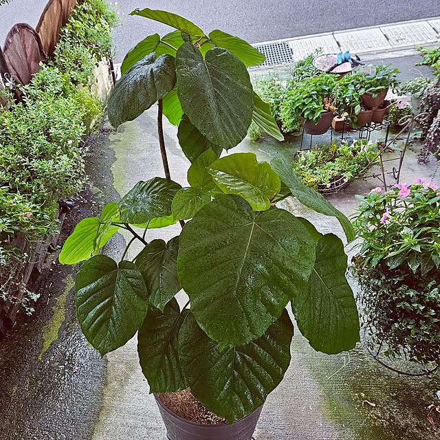 mocomocoさんの部屋