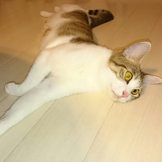 gurikoさんの実例写真