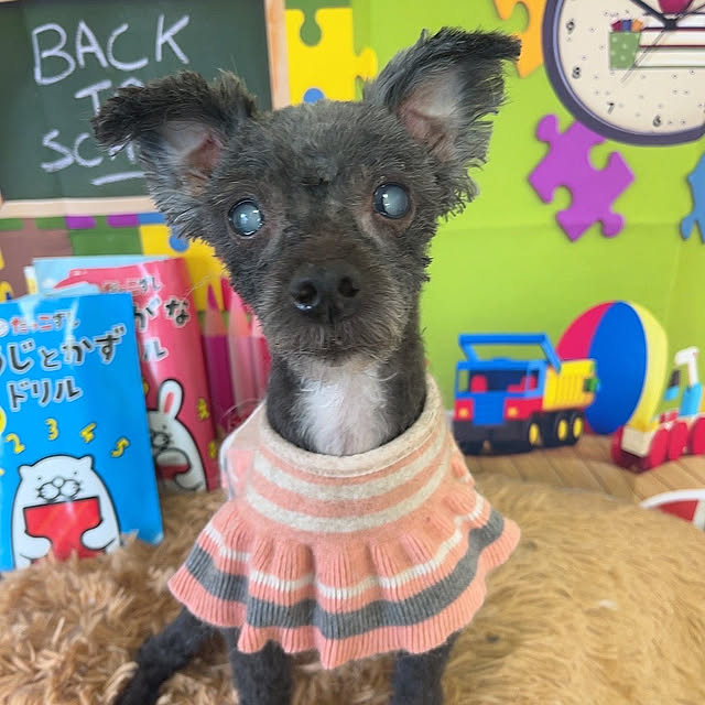 Chipさんの実例写真