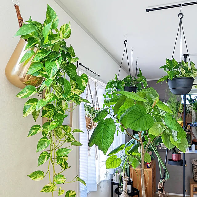 ayamameさんの実例写真