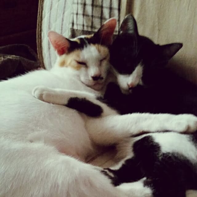 chatnoirさんの実例写真