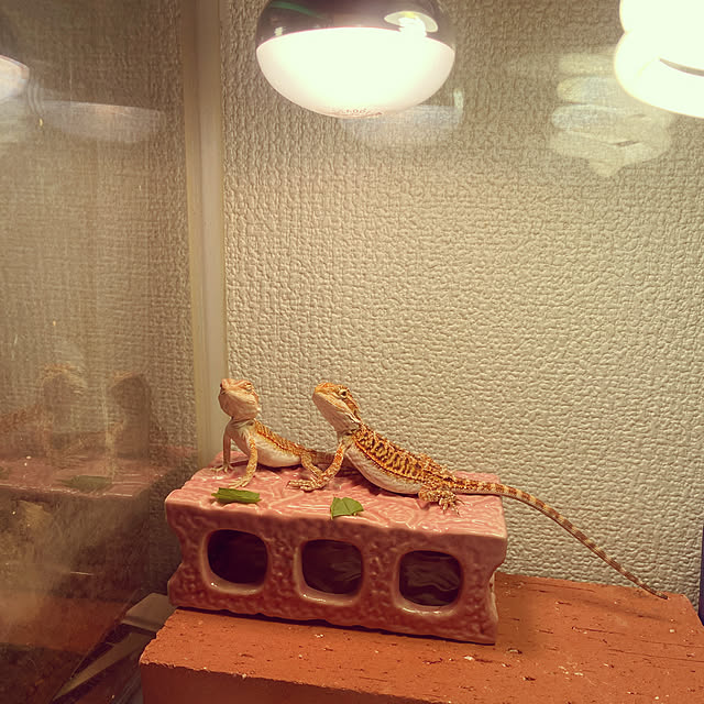 RIRIRIさんの実例写真