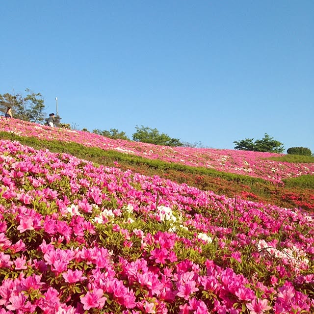sakuさんの実例写真