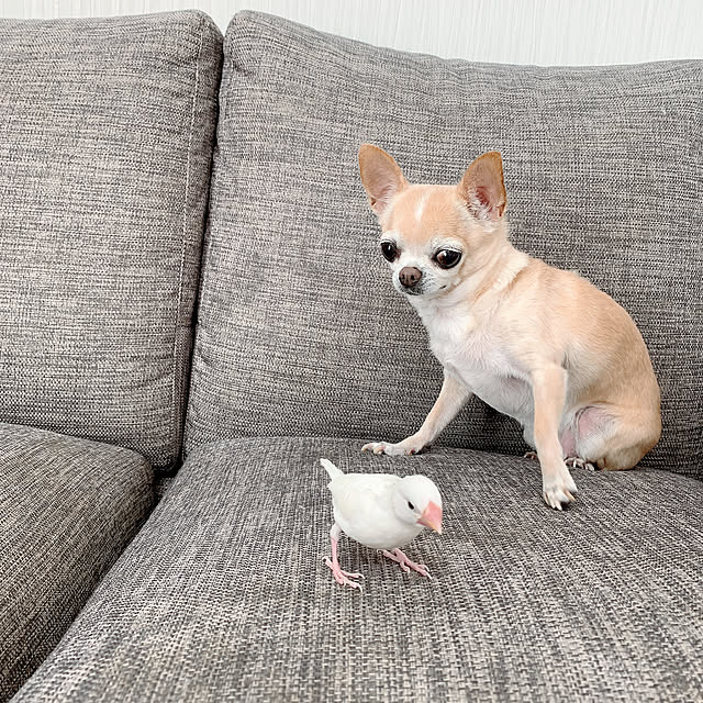 saayaさんの実例写真