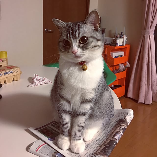Shojiさんの実例写真