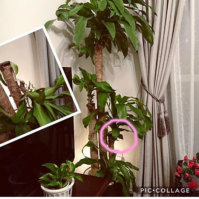 Natashyaさんの実例写真