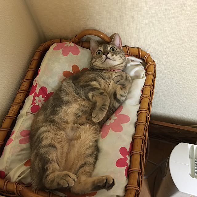 mayakaさんの実例写真